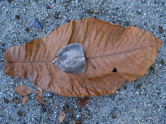 {Magnolia macrophylla}